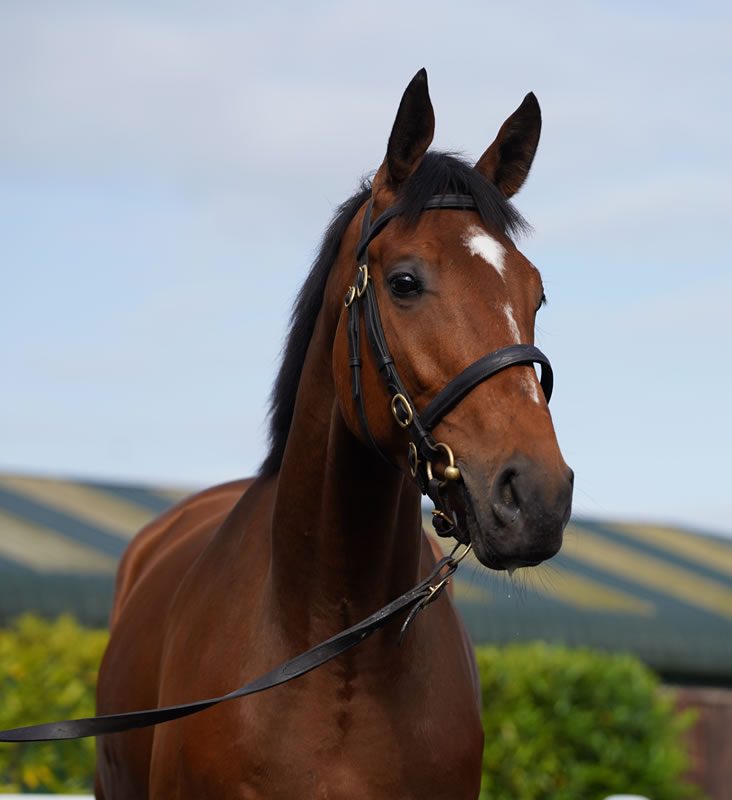 Arkle Sale P1 - Lot 92 OP x Dear Songbird Ôé¼88,000 Paurick O'Connor (head)