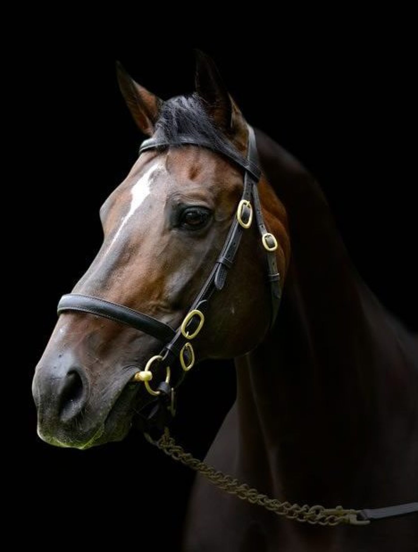 Blue Bresil black bg