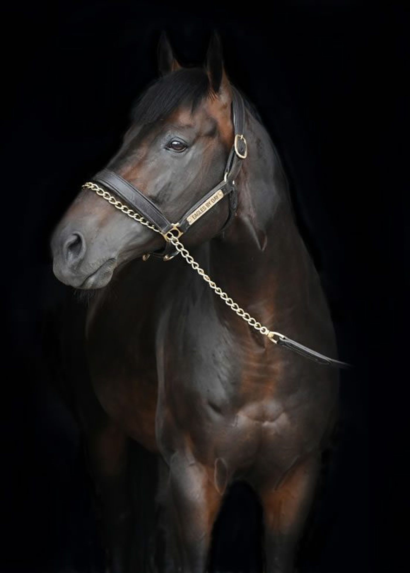 Eagles By Day portrait