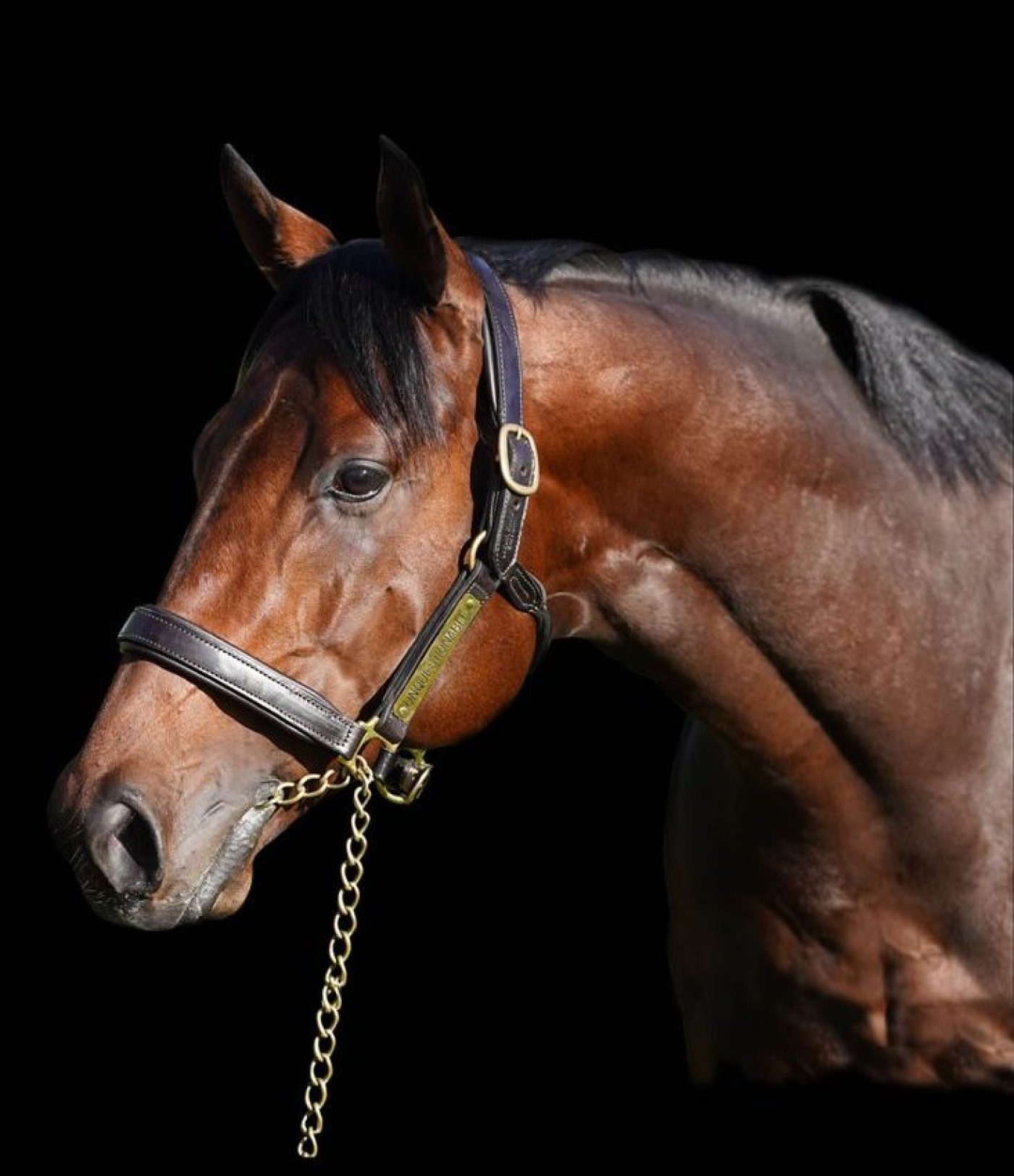 Unquestionable black bg NEW